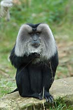 Lion-tailed Macaque