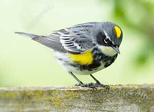 Yellow Rumped Warbler
