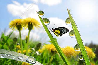 Fresh green grass with dew drops and butterfly