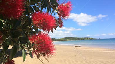 Pohutukawa red flowers blossom on the month of December New Zealand