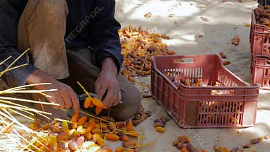 Tunisia, date palm cultivation