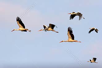 Flight of storks in the evening sky