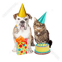 Birthday Party Cat and Dog Wearing Hats