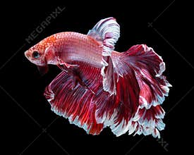 Betta fish