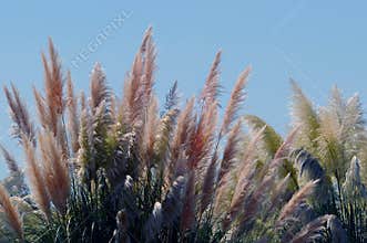 Vegetation in desert