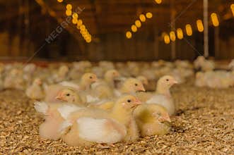 Farm Animals - Poultry - Broilers