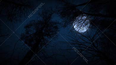 Moving Under Trees With Full Moon At Night