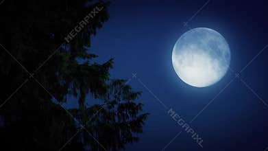 Tree Branches With Full Moon In The Forest