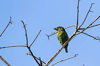 Crimson-fronted Barbet in Ella, Sri Lanka