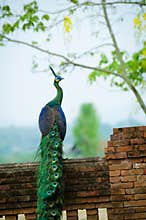 Green Peafowl of Thailand