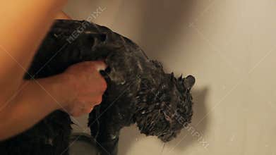 Cute cat in bath tube under shower. Low angle of