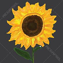 Sunflower alone dew
