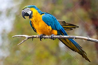 Parrot