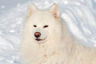 Samoed's dog