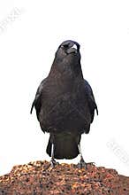 Crow