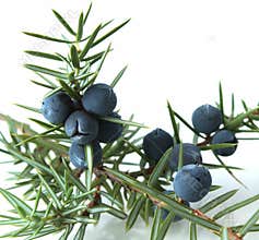 Juniper berries (juniperus communis).