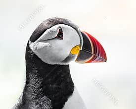 Atlantic Puffin VIII