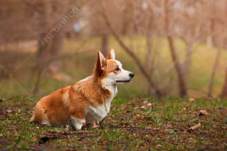 Dog breed Welsh Corgi Pembroke