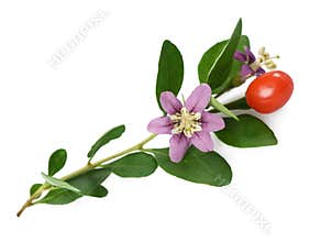 Goji branch