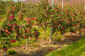 Apple tree