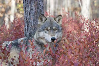 Gray wolf
