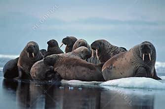 Walrus