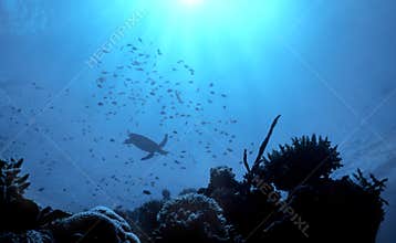Turtle Reef