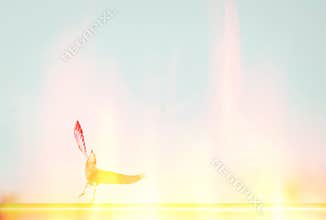 Flight