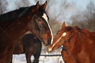 Two horses nuzzling each other