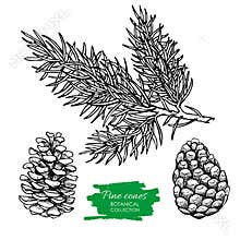 Vector hand drawn botanical Pine cone and branch.