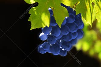 Grapes