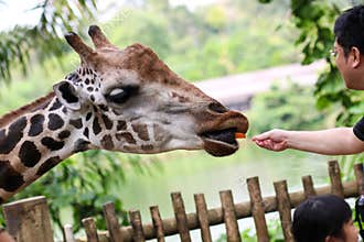 Feeding Giraffe Carrots in Zoo