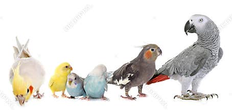 Common pet parakeet, parrot and Cockatiel