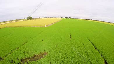 Aerial view of rice field and yellow rice field,Thailand