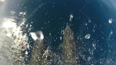 Dolphins swimming in the Galapagos Islands