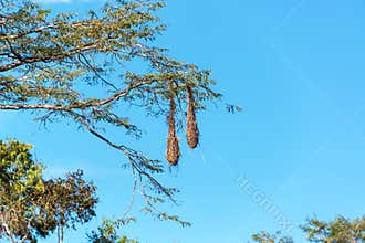 Oropendola Bird Nests