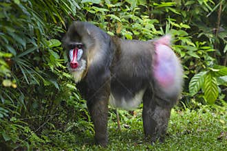 Portrait of the adult male mandrill