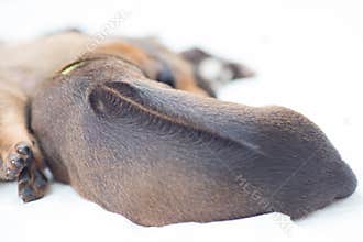 Rhodesian Ridgeback whelp sleeping, backside