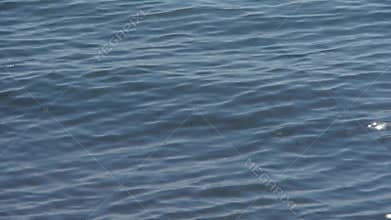 Seagull flying in sea.