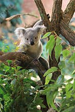 Queensland koala