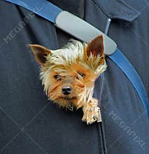 Puppy protection