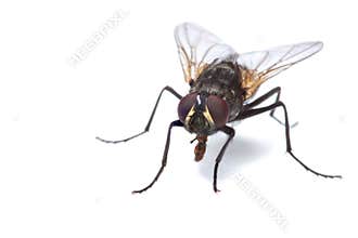 House fly isolated