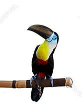 Toucan
