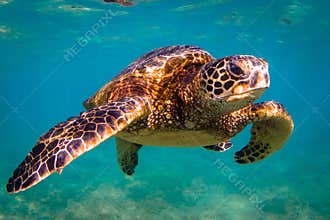 Hawaiian Green Sea Turtle