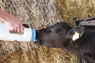 Feeding orphan baby calf
