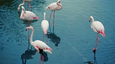 Flamingos Flock In The Lake
