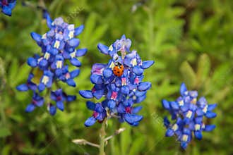 Ladybug on the Bluebonnet