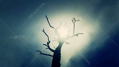 Dead Tree a Cold Day