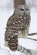 Barred owl