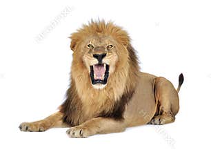 Lion (8 years) - Panthera leo